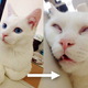 Illustration for article titled The Cat with the Ugliest Sleeping Face in Japan